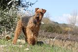 AIREDALE TERRIER 113